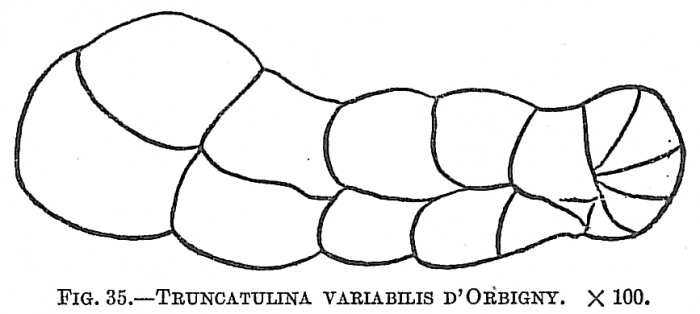 Truncatulina variabilis