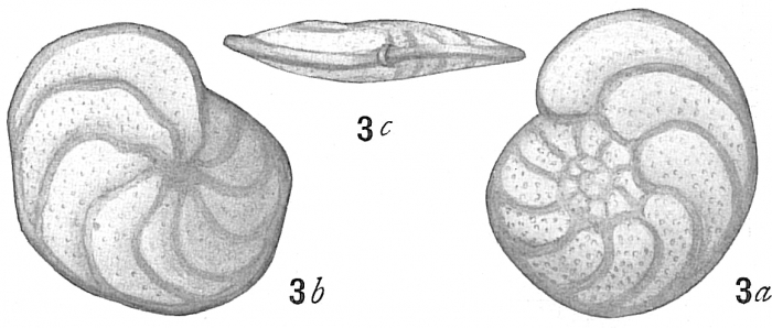 Truncatulina wuellerstorfi Truncatulina wuellerstorfi