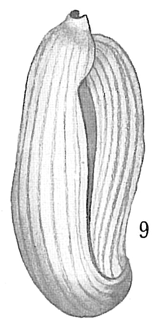Adelosina laysanensis