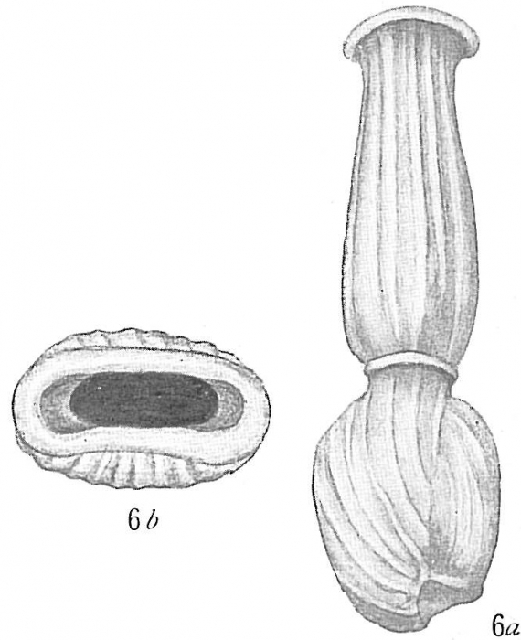 Articulina conicoarticulata sensu Cushman (1917) = Articulina pacifica Cushman, 1944