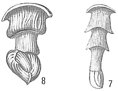 Articulina sagra