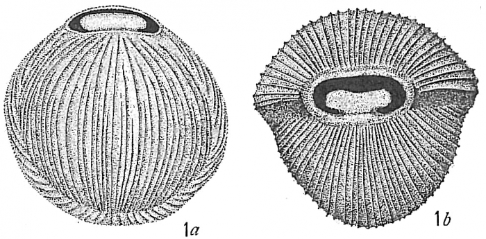 Biloculina comata