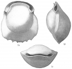 Biloculina denticulata