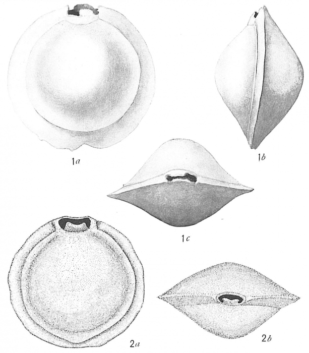 Biloculina depressa