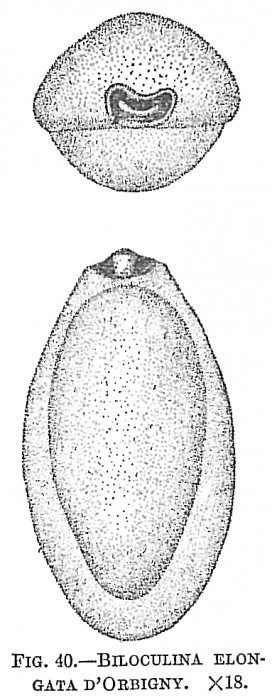 Biloculina elongata Biloculina elongata