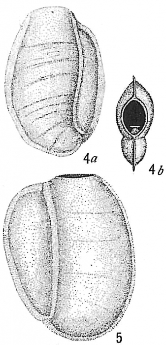 Biloculina millettii Biloculina millettii
