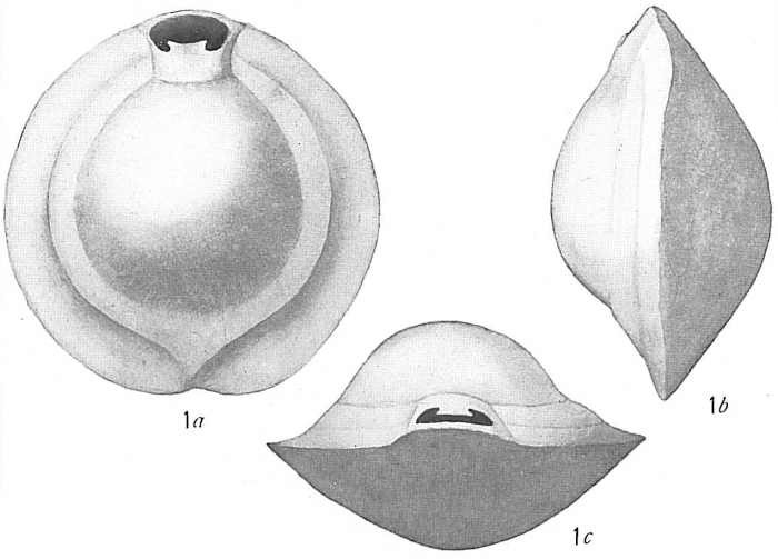 Biloculina murrhyna sensu Cushman (1917) pro parte = Pyrgo rotalaria Loeblich &amp; Tappan, 1953