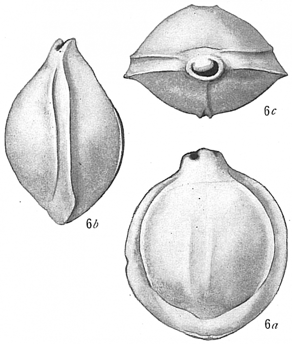 Biloculina semicostata