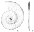 Chromista - Foraminifera (foraminifers)