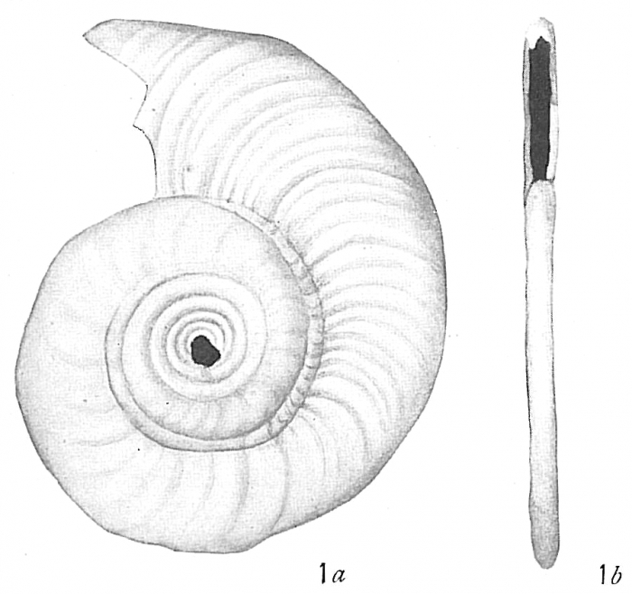 Cornuspira foliacea