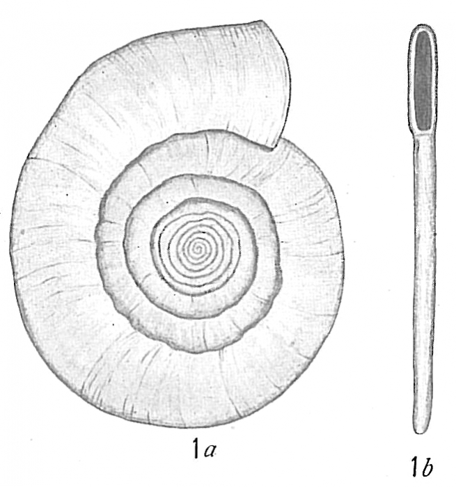 Cornuspira foliacea