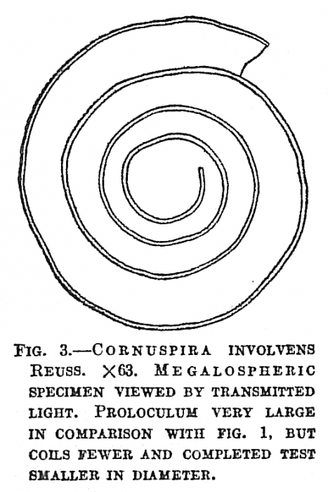 Cornuspira involvens