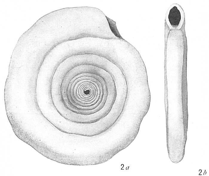 Cornuspira involvens