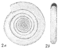 Chromista - Foraminifera (foraminifers)