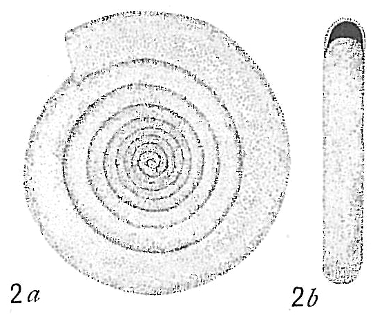 Cornuspira involvens