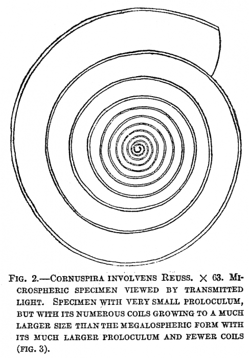 Cornuspira involvens Cornuspira involvens