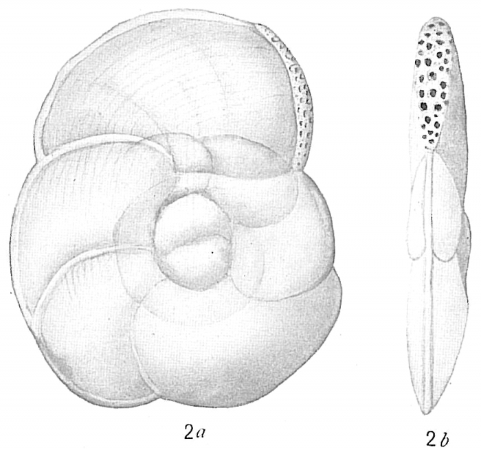 Hauerina bradyi Hauerina bradyi