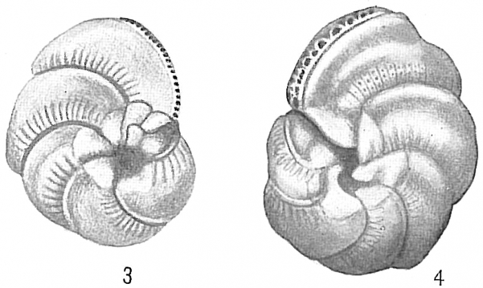 Hauerina circinata Hauerina circinata