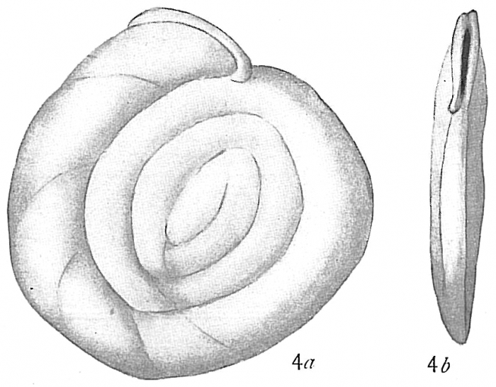 Hauerina fragilissima Hauerina fragilissima
