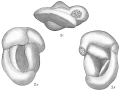 Chromista - Foraminifera (foraminifers)