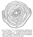 Chromista - Foraminifera (foraminifers)