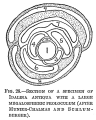 Chromista - Foraminifera (foraminifers)