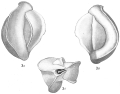 Chromista - Foraminifera (foraminifers)