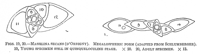 Massilina secans