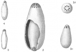 Nevillina coronata