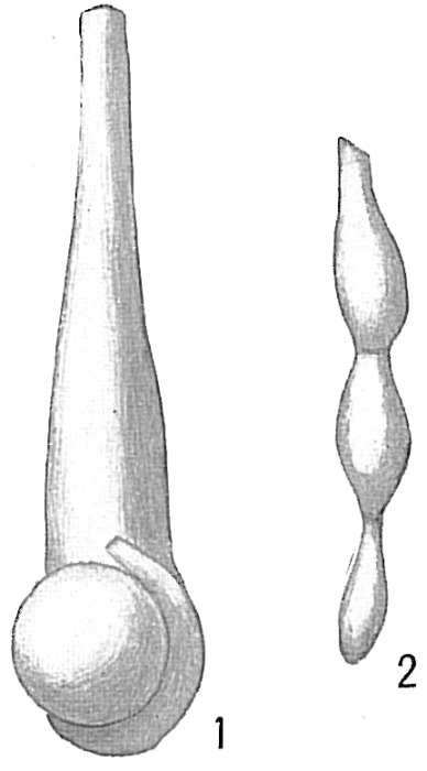 Nodobacularia tibia