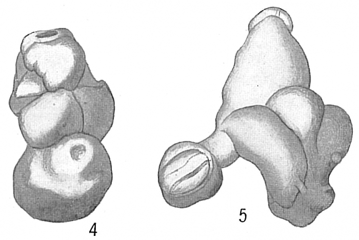 Nubecularia bradyi