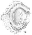 Chromista - Foraminifera (foraminifers)