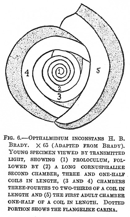 Ophthalmidium inconstans