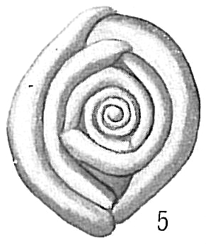Ophthalmidium tumidulum Ophthalmidium tumidulum