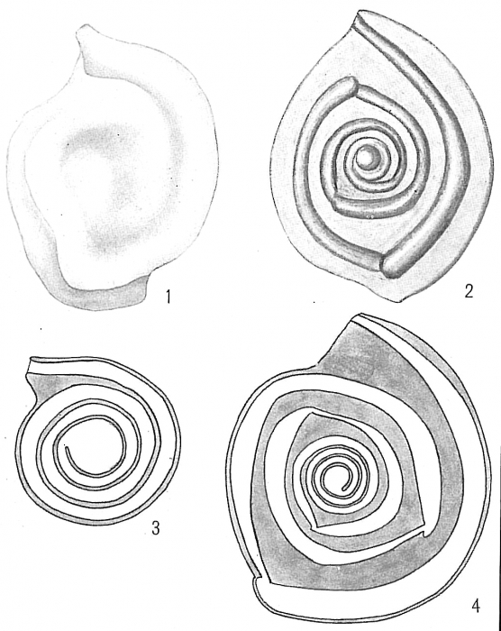 Opthalmidium inconstans Opthalmidium inconstans