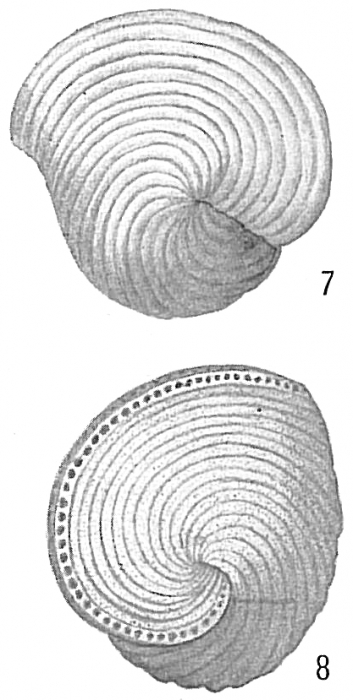 Orbiculina adunca Orbiculina adunca