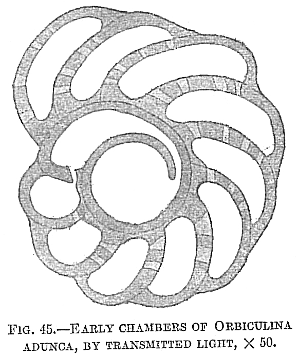 Orbitolites adunca Orbitolites adunca