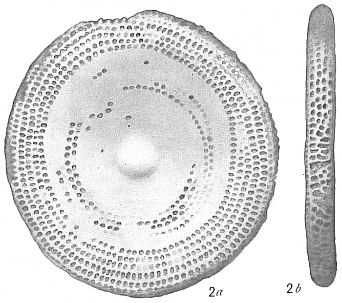 Marginopora vertebralis [described by Cushman as Orbitolites complanata]