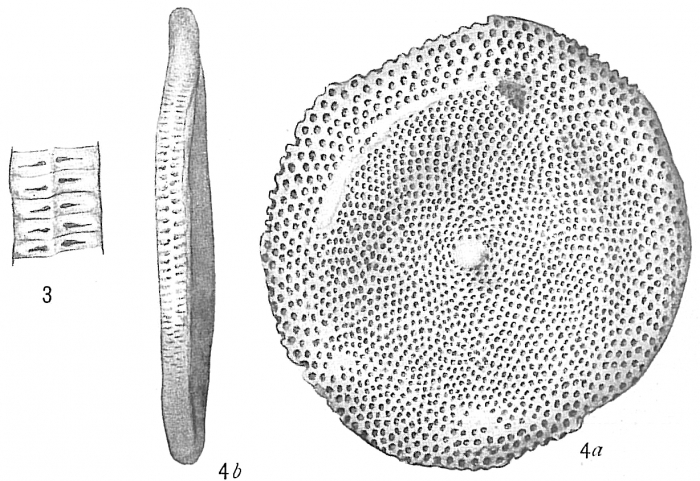 Orbitolites duplex Orbitolites duplex
