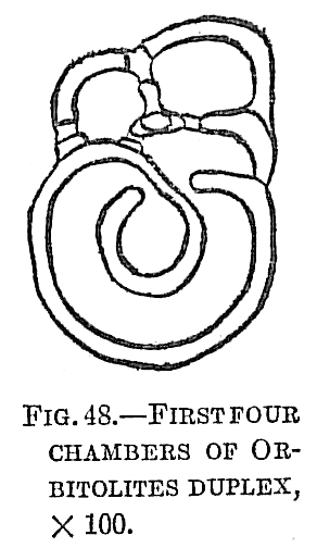 Orbitolites duplex