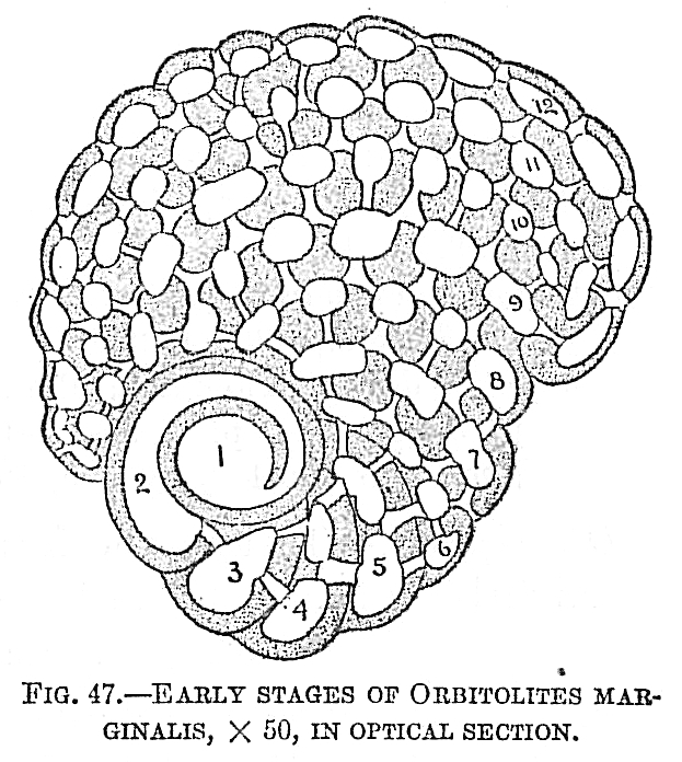 Orbitolites marginalis