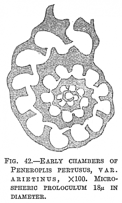 Peneroplis pertusus var. arietinus Peneroplis pertusus var. arietinus