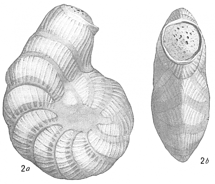 Peneroplis pertusus var. arietinus