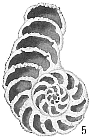 Peneroplis pertusus var. arietinus Peneroplis pertusus var. arietinus