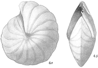 Peneroplis pertusus var. carinatus