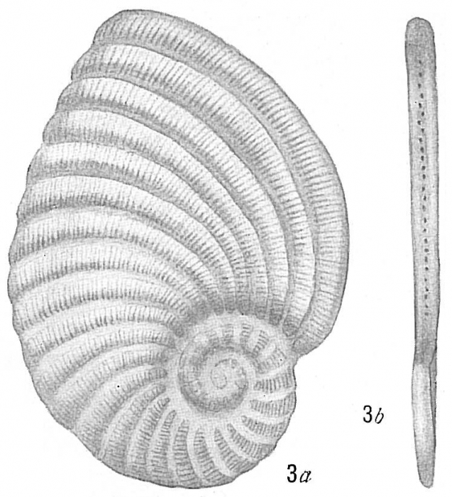 Peneroplis pertusus var. planatus