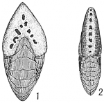 Chromista - Foraminifera (foraminifers)