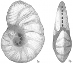 Chromista - Foraminifera (foraminifers)