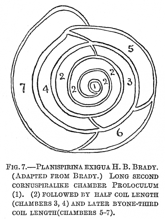 Planispirina exigua