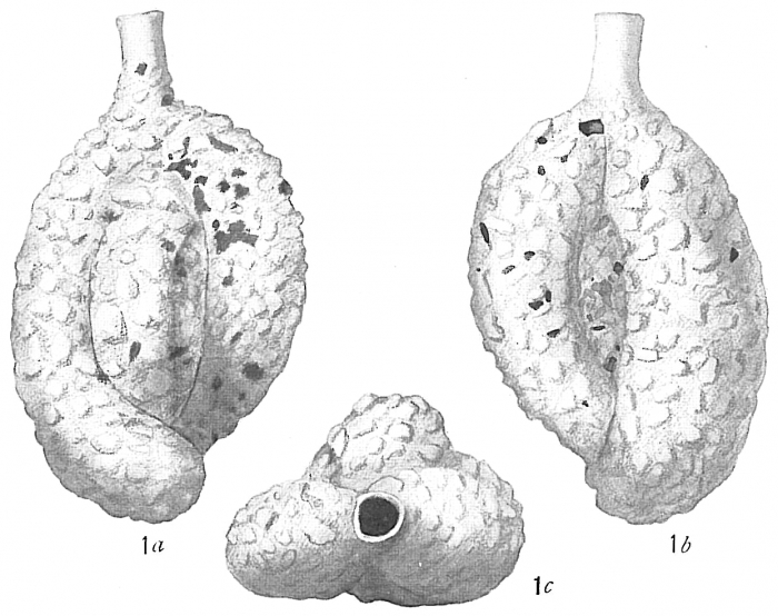 Quinqueloculina agglutinans Cushman (1917) not d'Orbigny = Triloculina tortuosa Cushman, 1921